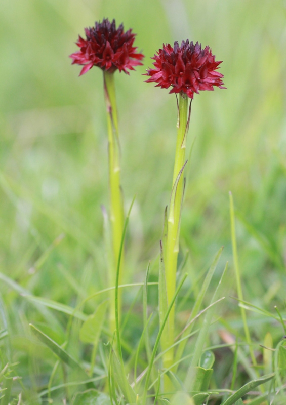Nigritella, Dactylorhiza perverseemaltempo! Dolomiti luglio 2014.